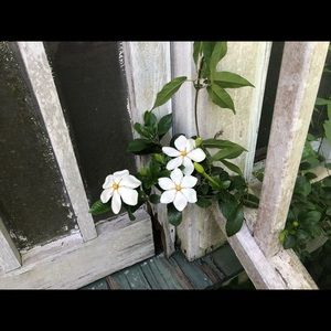 Meet your Posher, Heidi